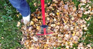 cura del giardino in autunno