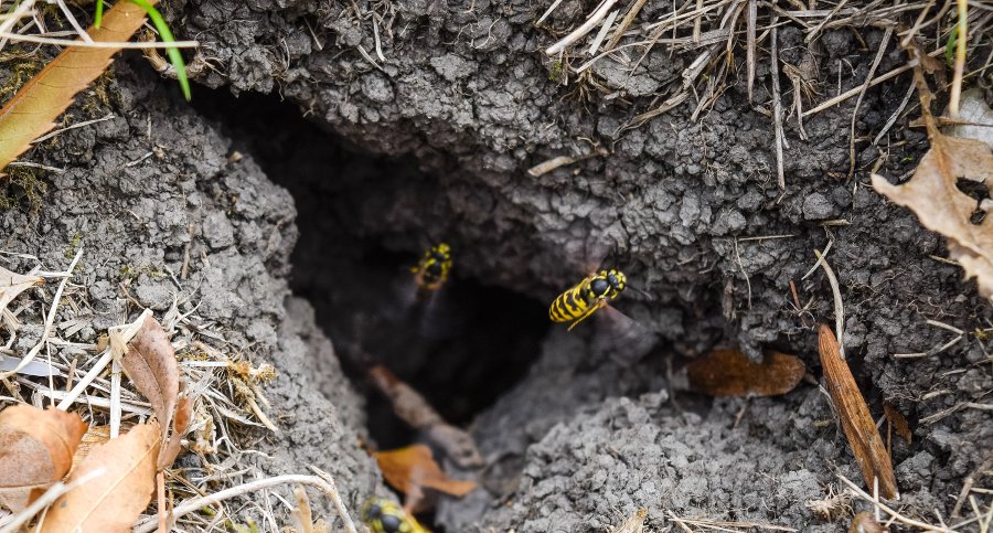 Come Eliminare Le Vespe In Giardino Consigli E Rimedi Naturali