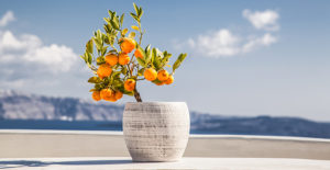 Poster Su Tela KONIEE Con Albero Da Frutto In Vaso. Stampa Artistica Rustica Per Parete, Idea Regalo Per Decorare Soggiorno O Camera Da Letto. Scegli Con O Senza Cornice! - 3