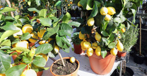 Vannucci Piante - Citrus Mitis, Citrus Calamondino, Agrumi, Pianta Vera, Pianta Da Terrazzo - 2