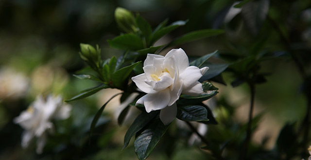 gardenia-fiore-profumato