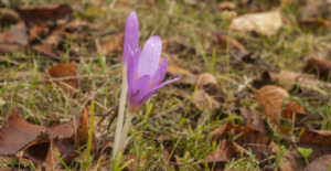 fiori autunnali