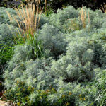Artemisia-schmidtiana-argentea