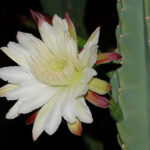fiori-notturni-cactus-di-mezzanotte