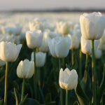 tulipani-bianchi