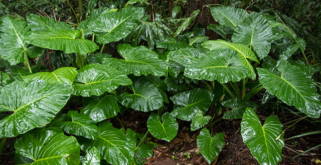 alocasia-piante-tropicali-da-esterno
