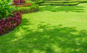 Consigli per la cura del tuo prato
